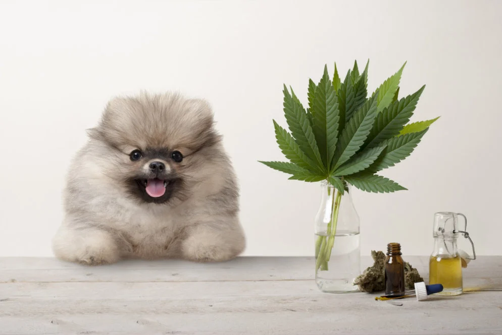 How To Get A Dog Unstoned At Home