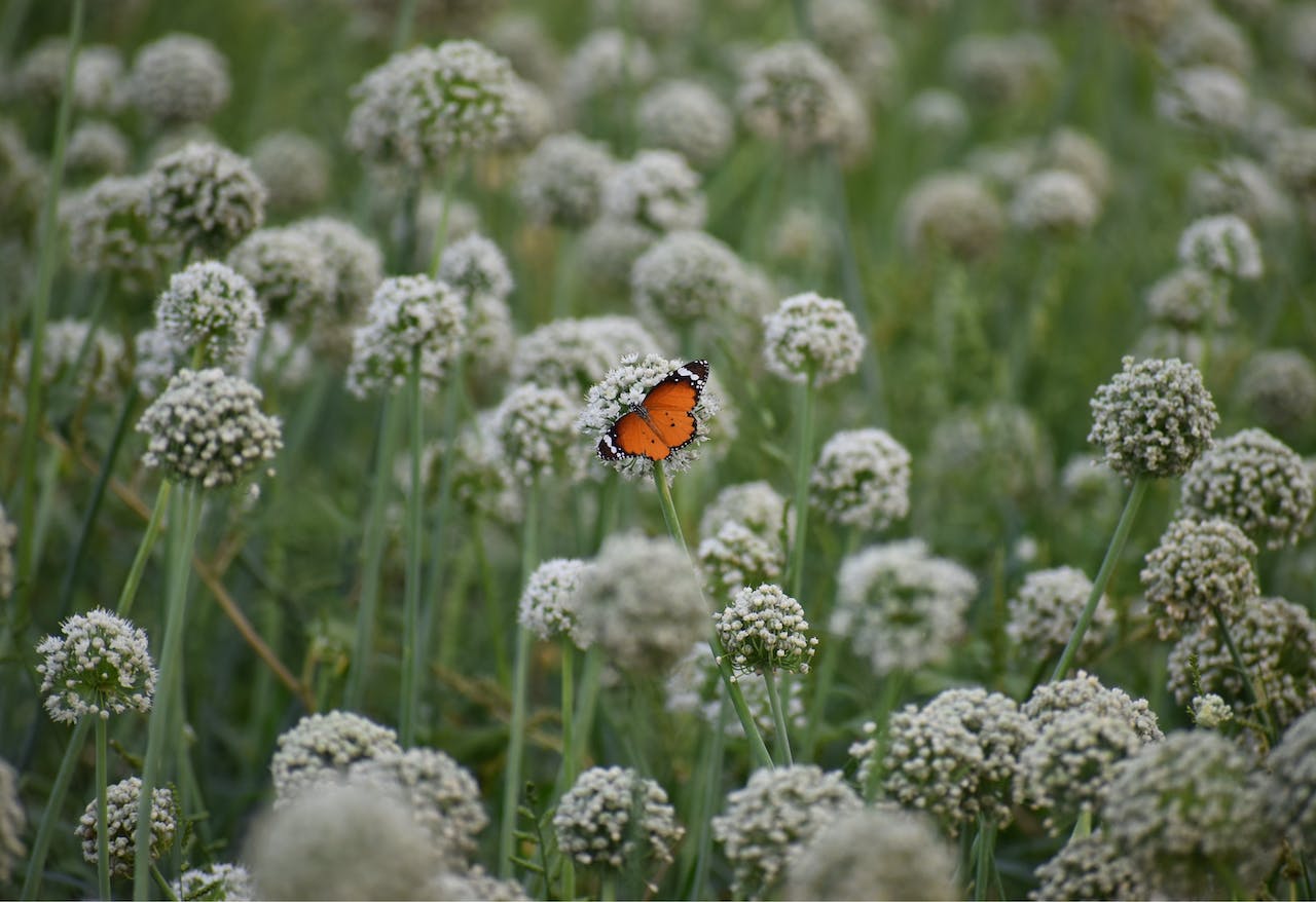 Understanding: What States Is It Illegal To Grow A Garden